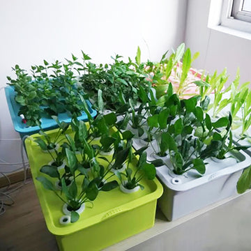 Hydroponic Garden Kit with Seedling Planters – Plant Site Pots with Growth Holes for Indoor